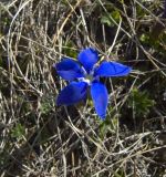 Gentiana angulosa