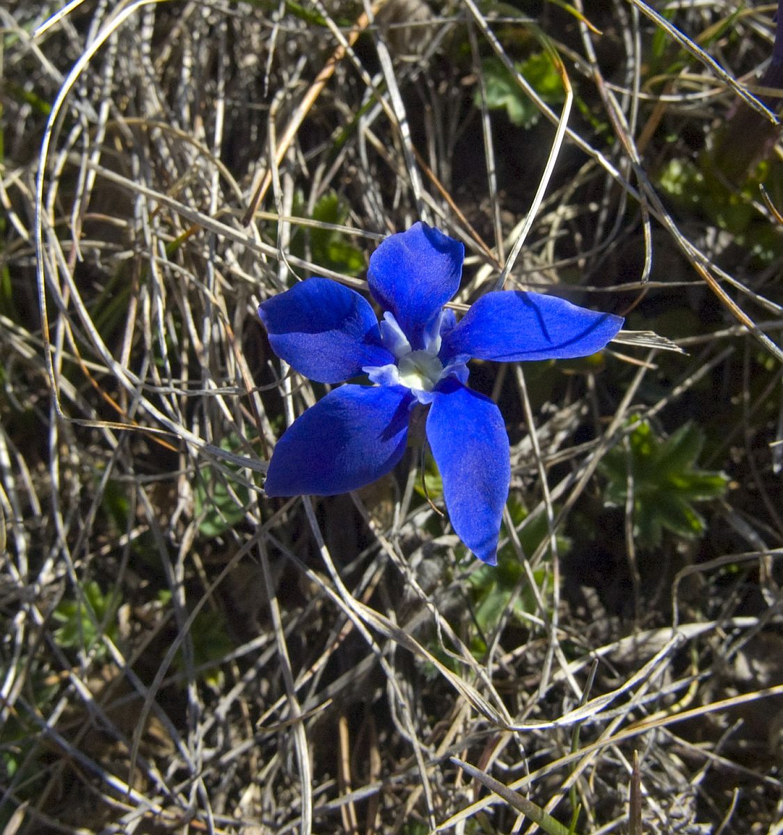 Image of Gentiana angulosa specimen.