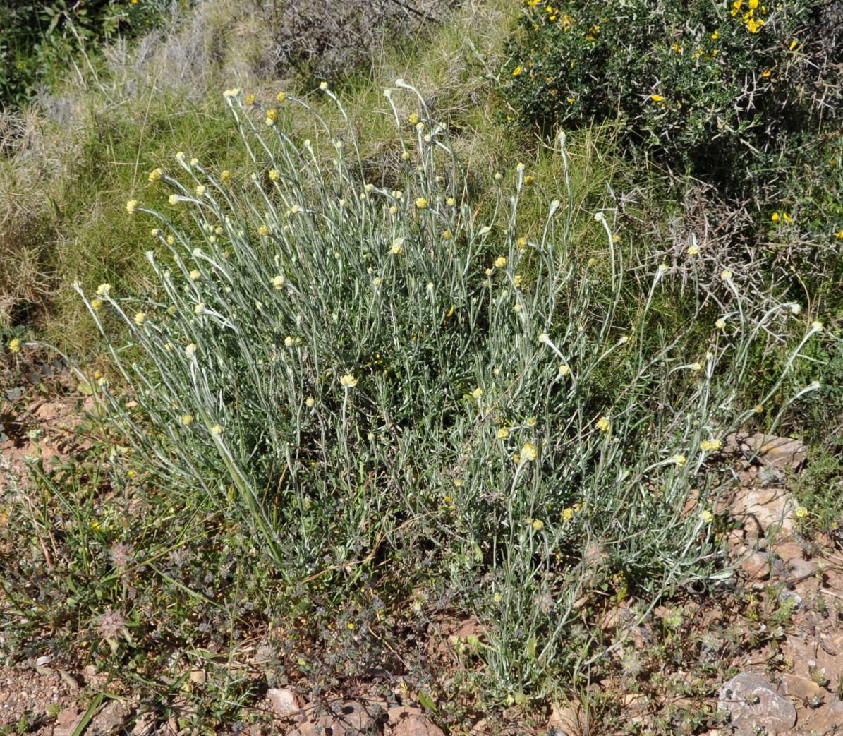 Image of Helichrysum stoechas ssp. barrelieri specimen.