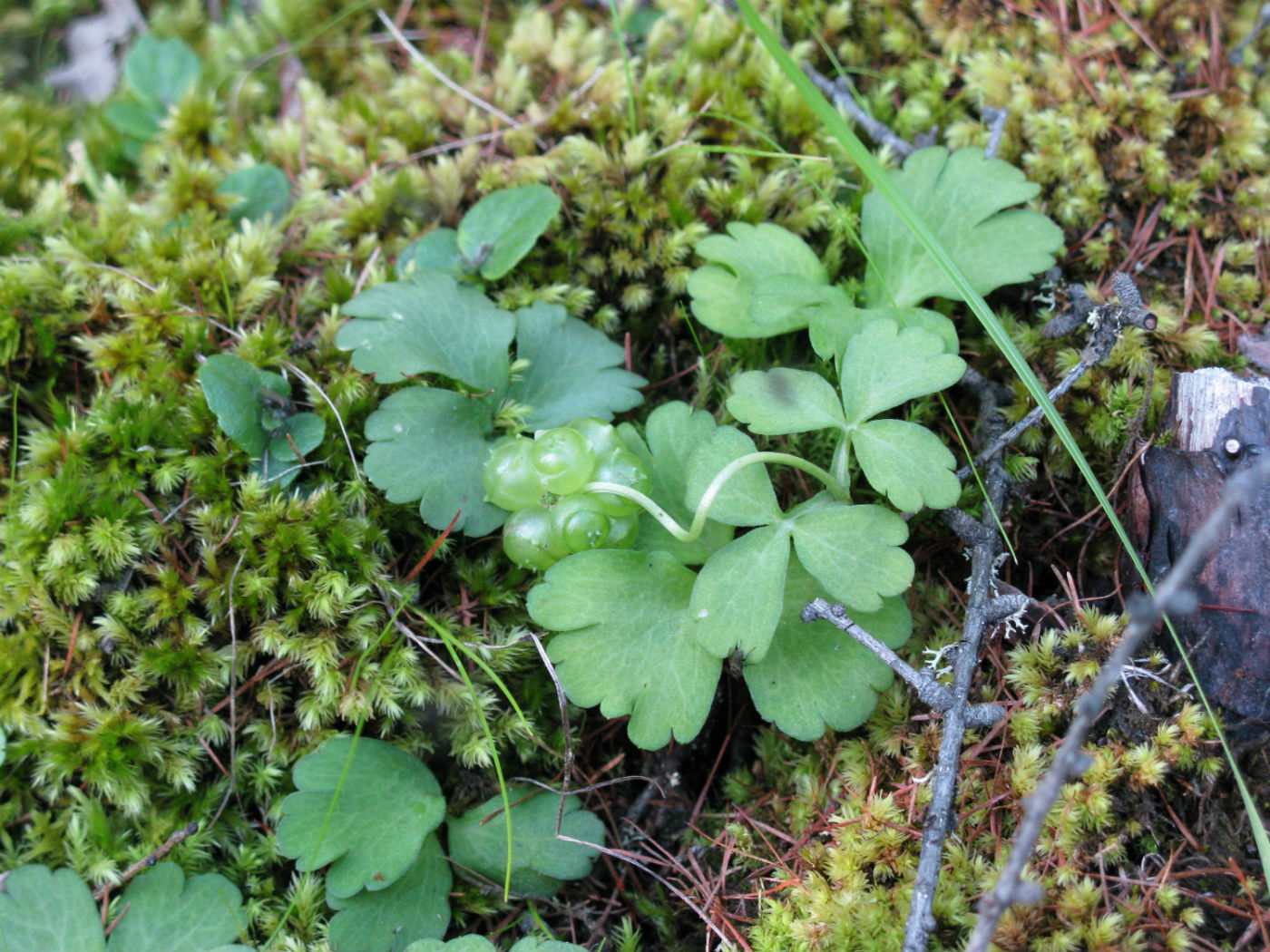 Image of Adoxa orientalis specimen.