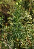 Aconitum anthoroideum