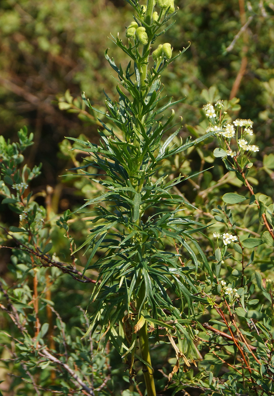 Изображение особи Aconitum anthoroideum.