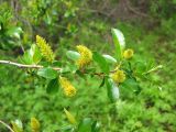 Salix pseudopentandra. Ветвь с мужскими соцветиями. Магаданская обл., окр. г. Магадан, нижнее течение р. Магаданка, сырой луг в долине. 06.07.2014.