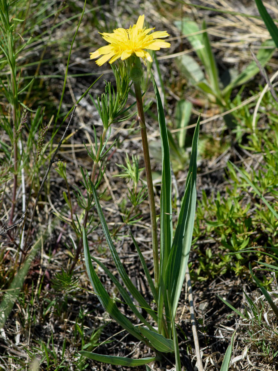 Изображение особи Scorzonera austriaca.