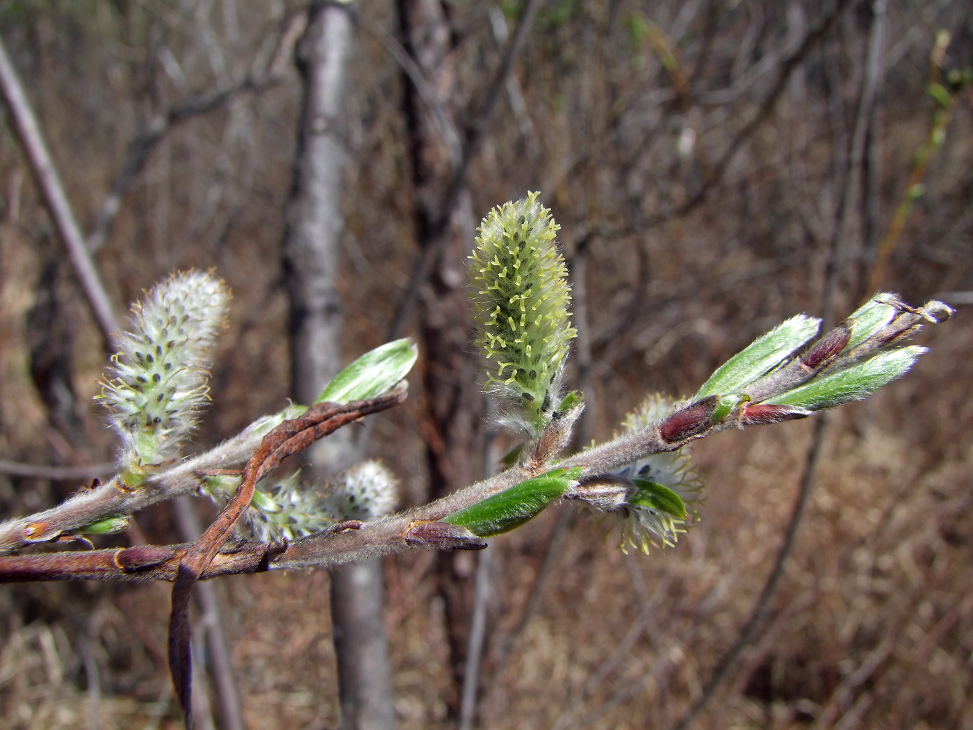 Изображение особи Salix schwerinii.