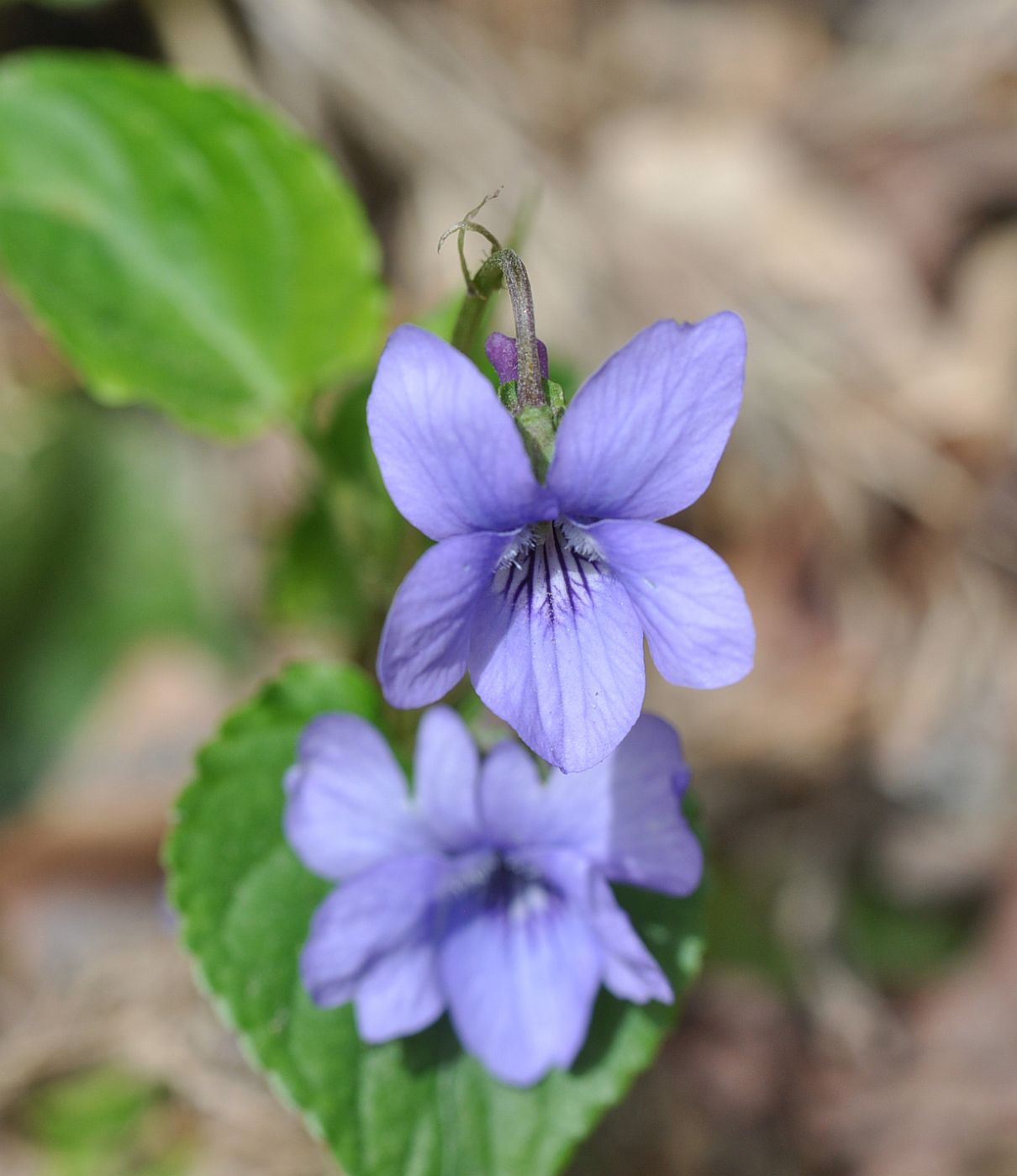 Изображение особи род Viola.