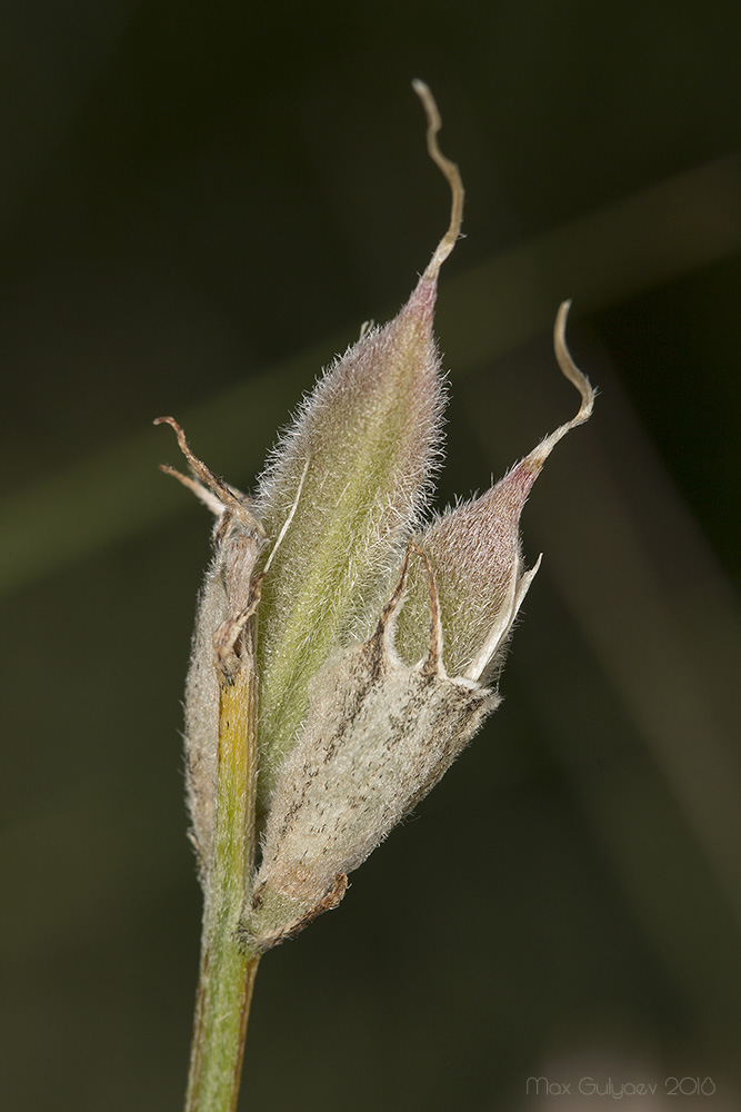 Изображение особи Astragalus pallescens.