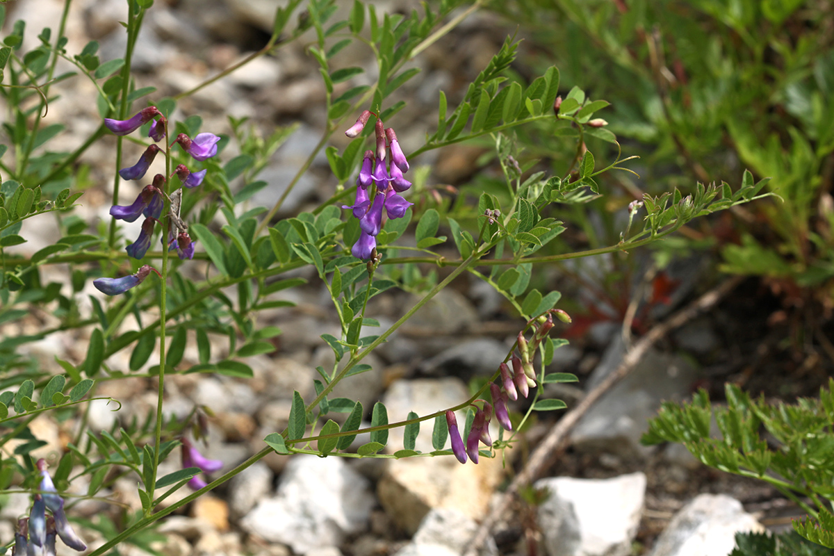 Изображение особи Vicia japonica.