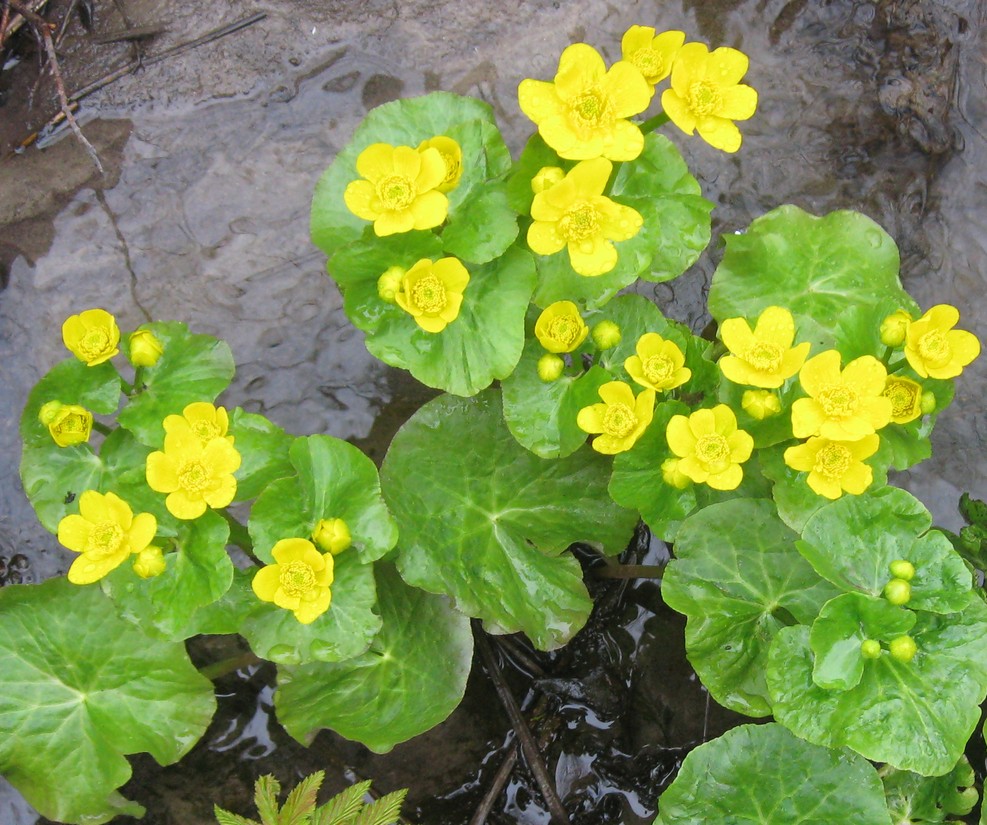 Image of Caltha palustris specimen.