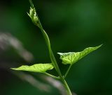 Calystegia sepium. Верхушка побега с молодыми листьями. Московская обл., Раменский р-н, окр. дер. Хрипань, садовый участок. 06.07.2018.