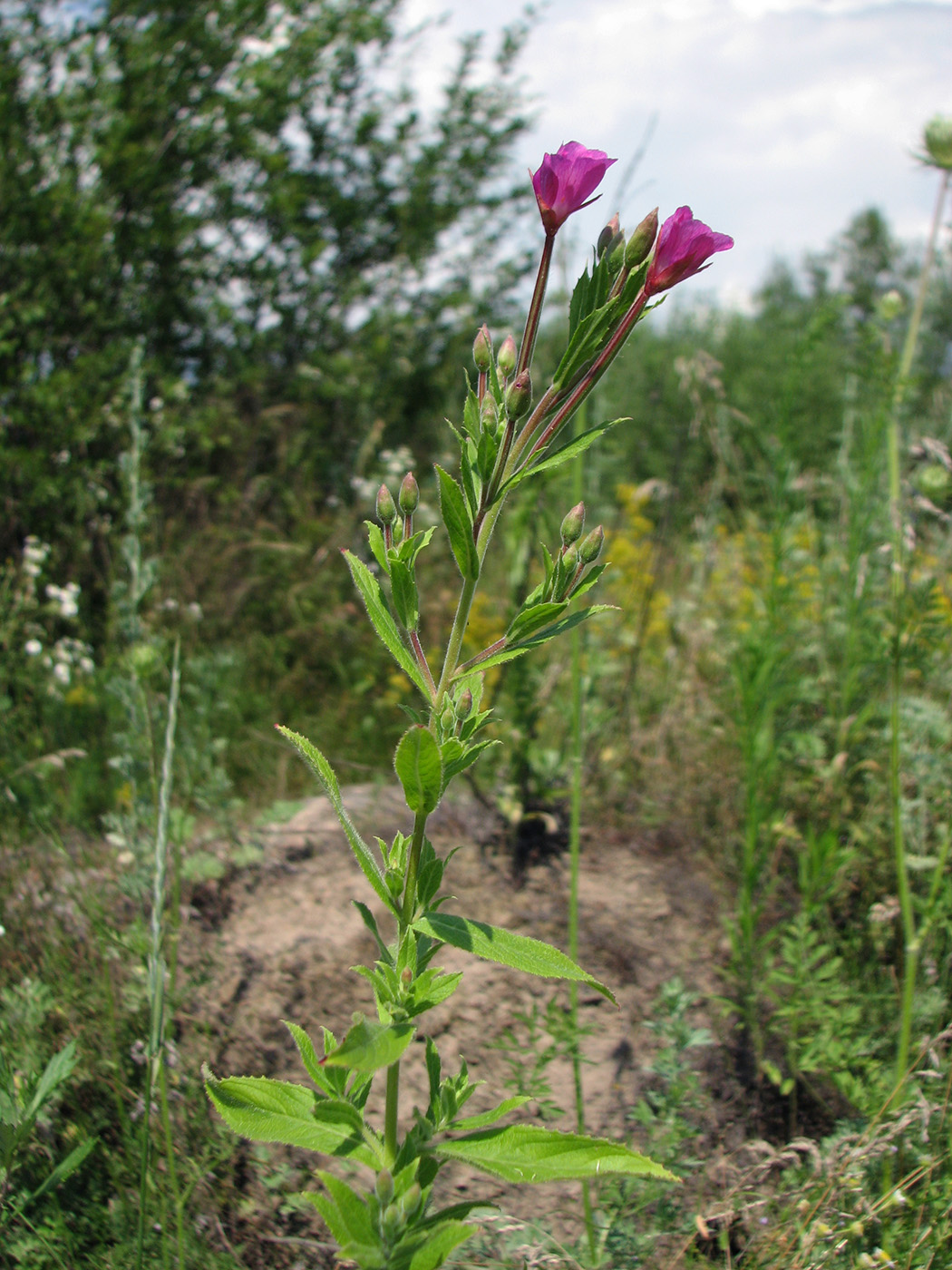 Изображение особи Epilobium hirsutum.