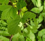 род Ribes. Листья, поеденные насекомыми. Пермский край, Добрянский р-н, Вильвенское сельское поселение, окр. дер. Шкарята, долина р. Вильва, смешанный лес. 22 июля 2018 г.