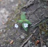 Veronica peduncularis