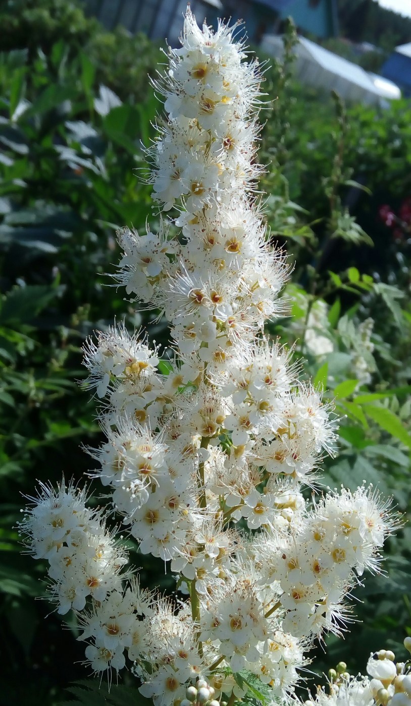 Image of Sorbaria sorbifolia specimen.