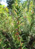 Erica carnea