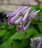 Corydalis подвид aegopodioides