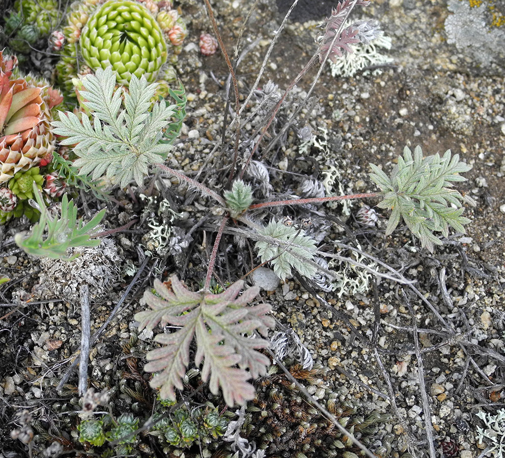 Image of Potentilla &times; olchonensis specimen.