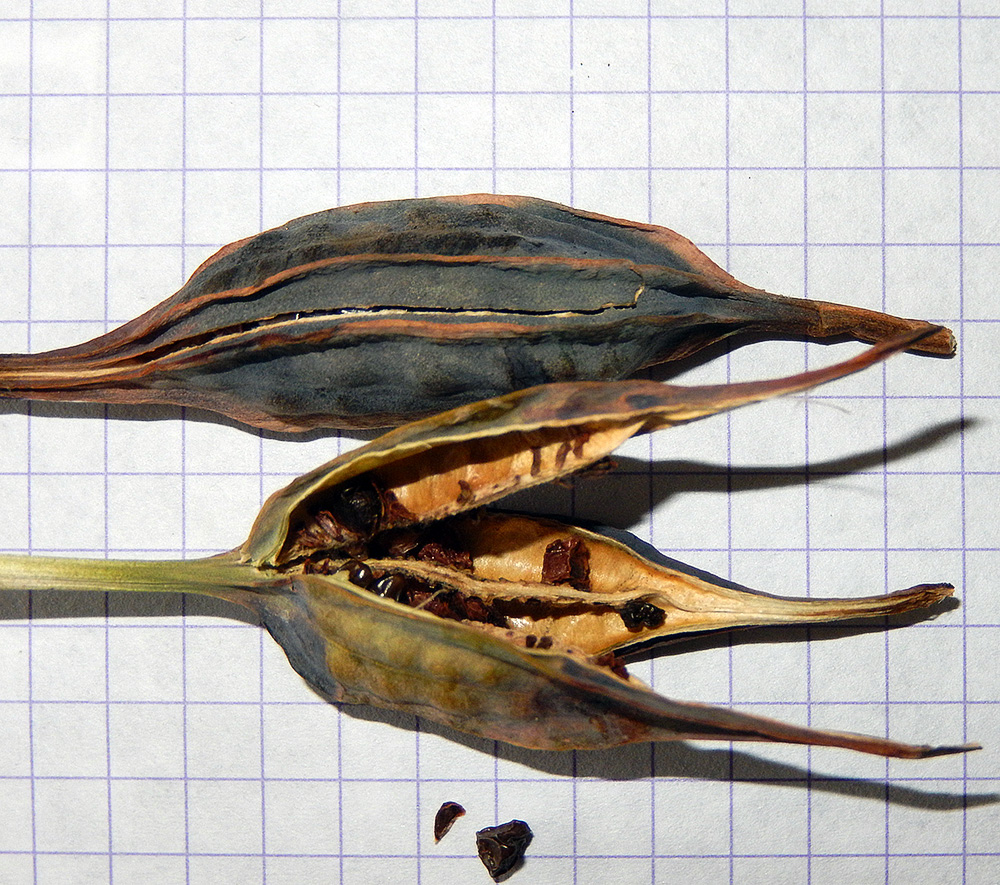 Image of Iris halophila specimen.