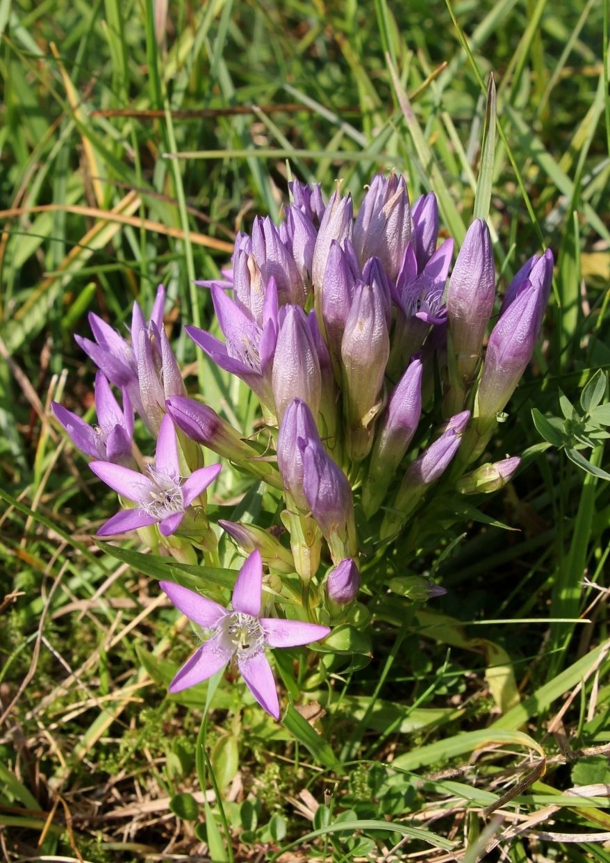 Изображение особи Gentianella austriaca.