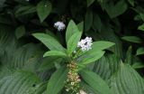 Lysimachia clethroides. Верхушка побега с соцветием, рядом завязавшееся соплодие на соседнем побеге. Латвия, Рига, Верманский сад, в культуре. 19.08.2018.