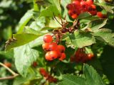 Crataegus dahurica. Зрелые соплодия и листья. Магаданская обл., г. Магадан, мкр-н Снежная Долина, частное подворье. 10.09.2017.