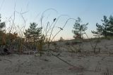 Carex arenaria