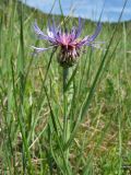 Centaurea stricta