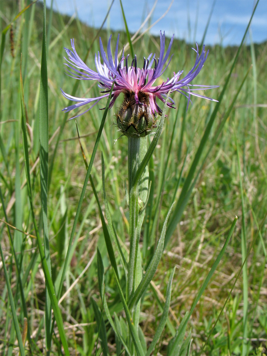 Image of Centaurea stricta specimen.