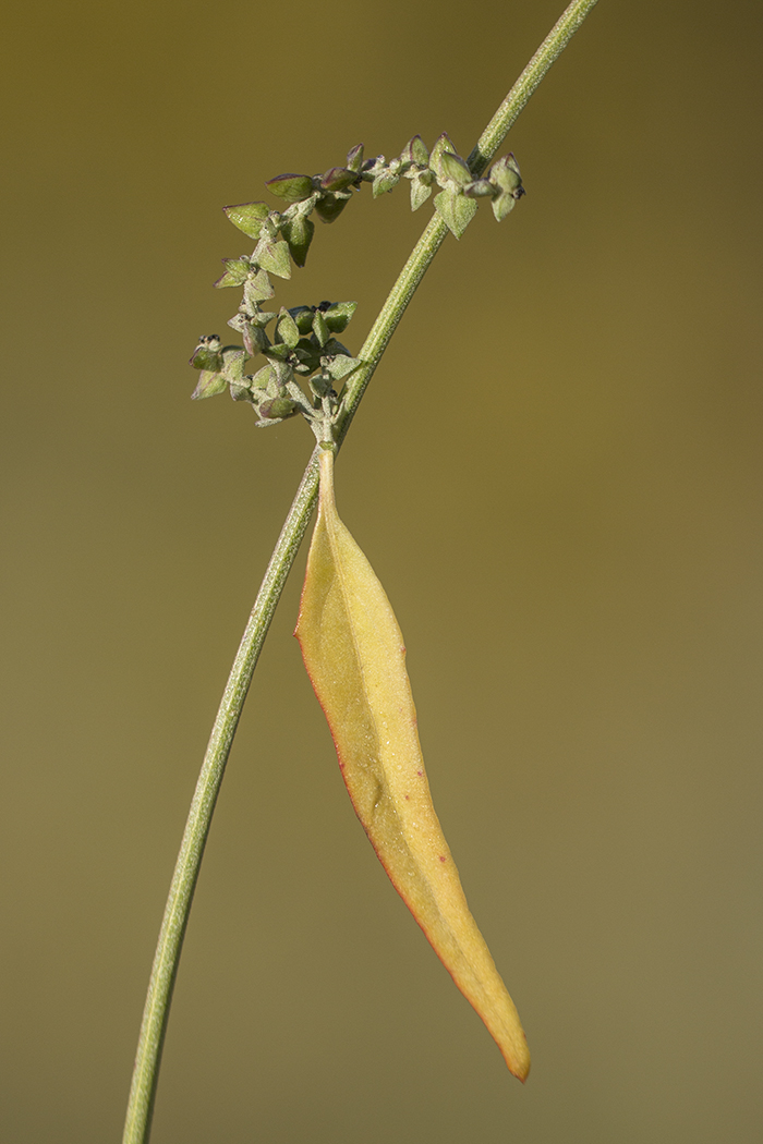 Изображение особи Atriplex sagittata.