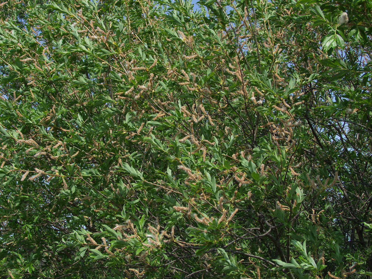 Image of Salix udensis specimen.