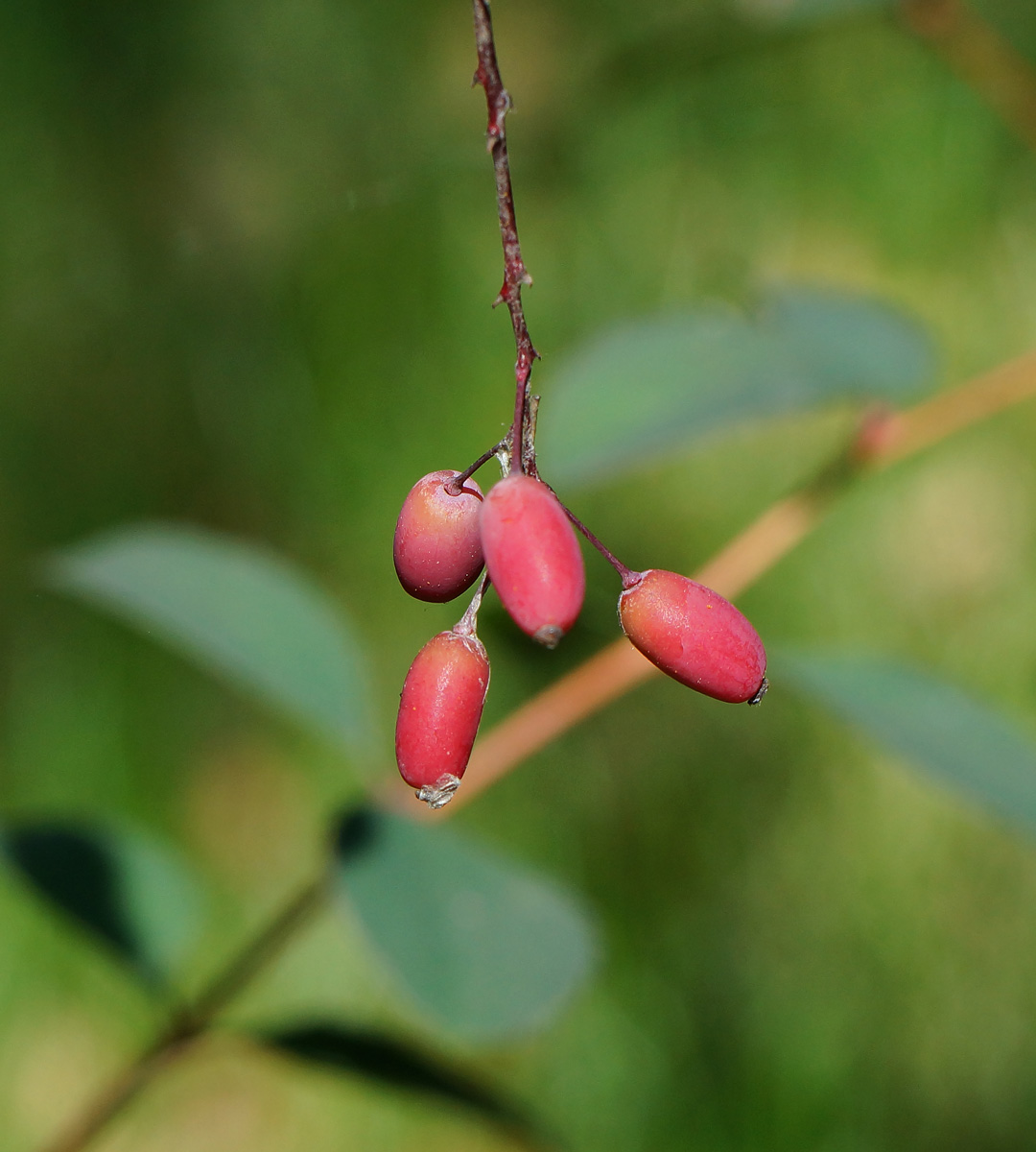 Изображение особи Berberis vulgaris f. atropurpurea.