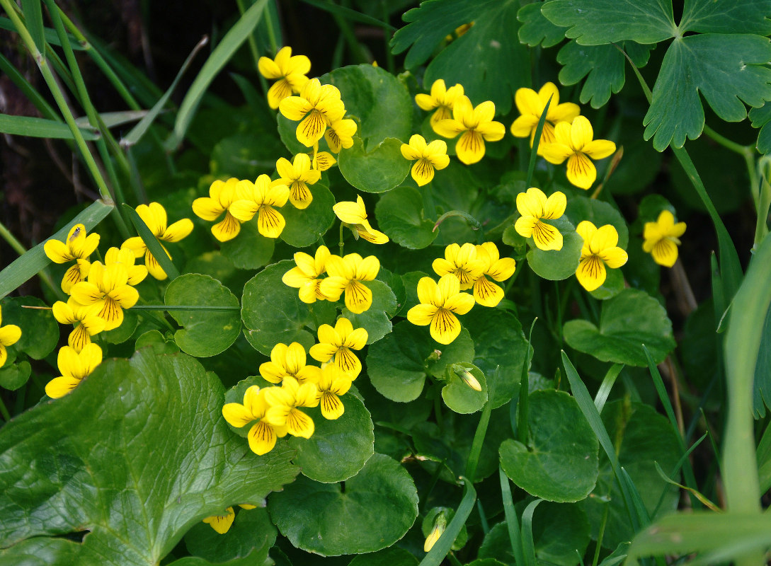 Image of Viola biflora specimen.