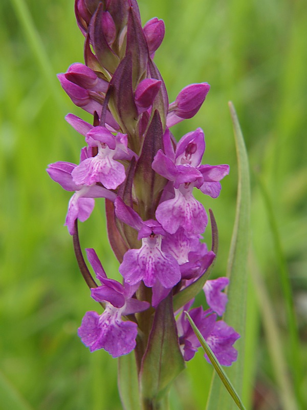 Изображение особи Dactylorhiza urvilleana.