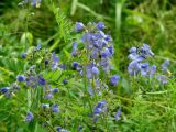 Polemonium chinense. Верхушки цветущих растений. Иркутская обл., Слюдянский р-н, долина р. Слюдянка, лесной луг. 24.06.2018.