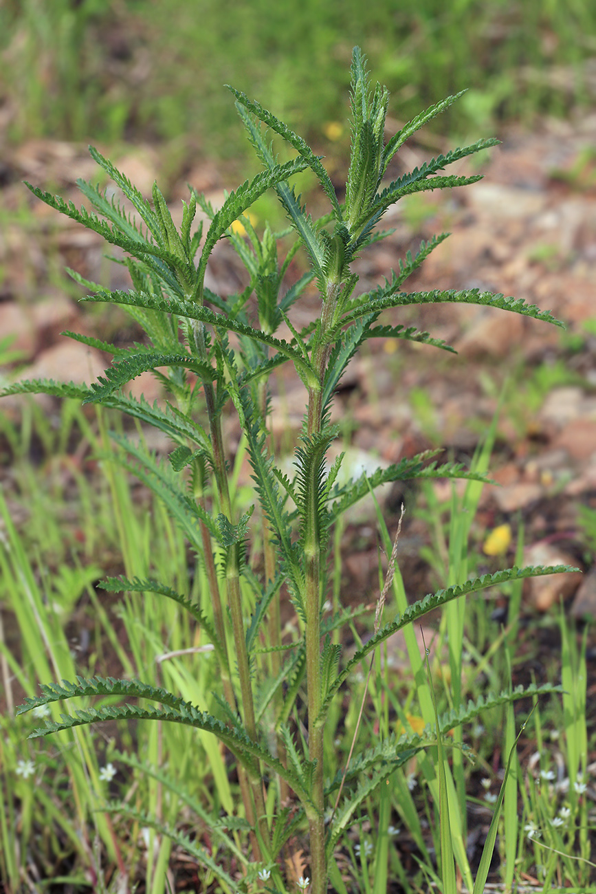 Image of Achillea alpina specimen.