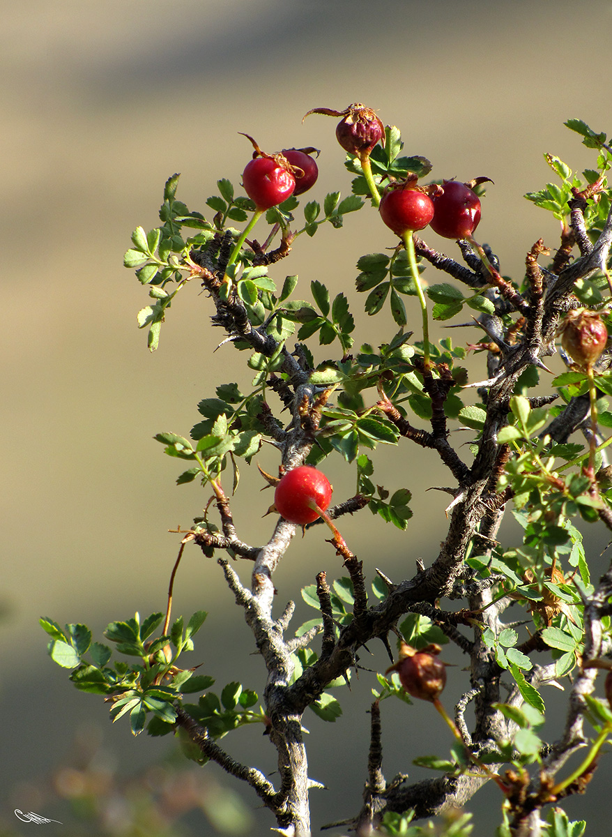 Image of Rosa ecae specimen.