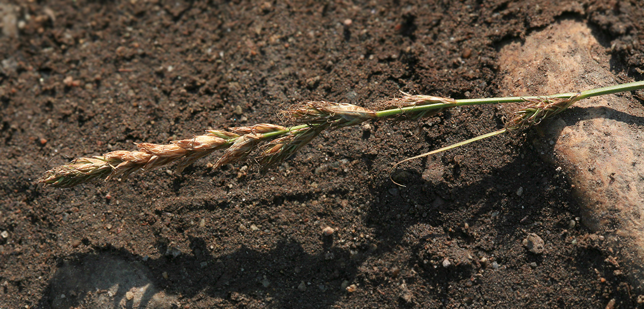 Изображение особи Carex lithophila.
