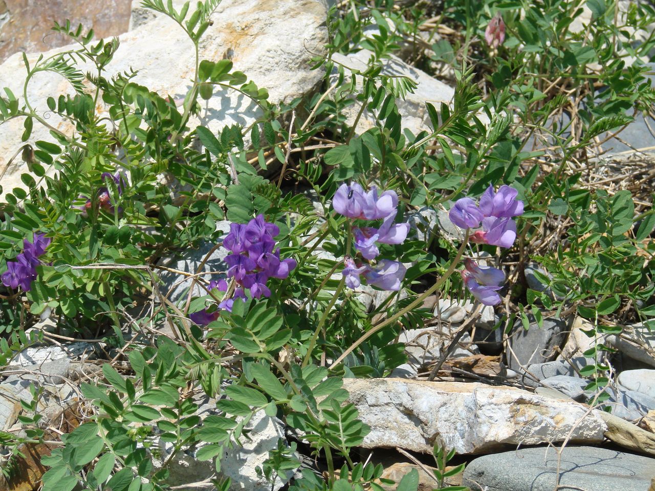 Image of Vicia olchonensis specimen.