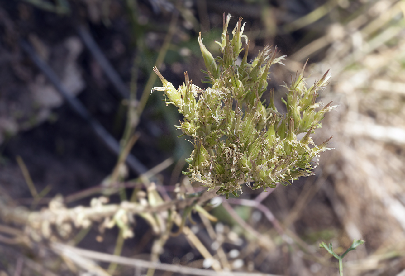 Изображение особи Pseudosedum longidentatum.