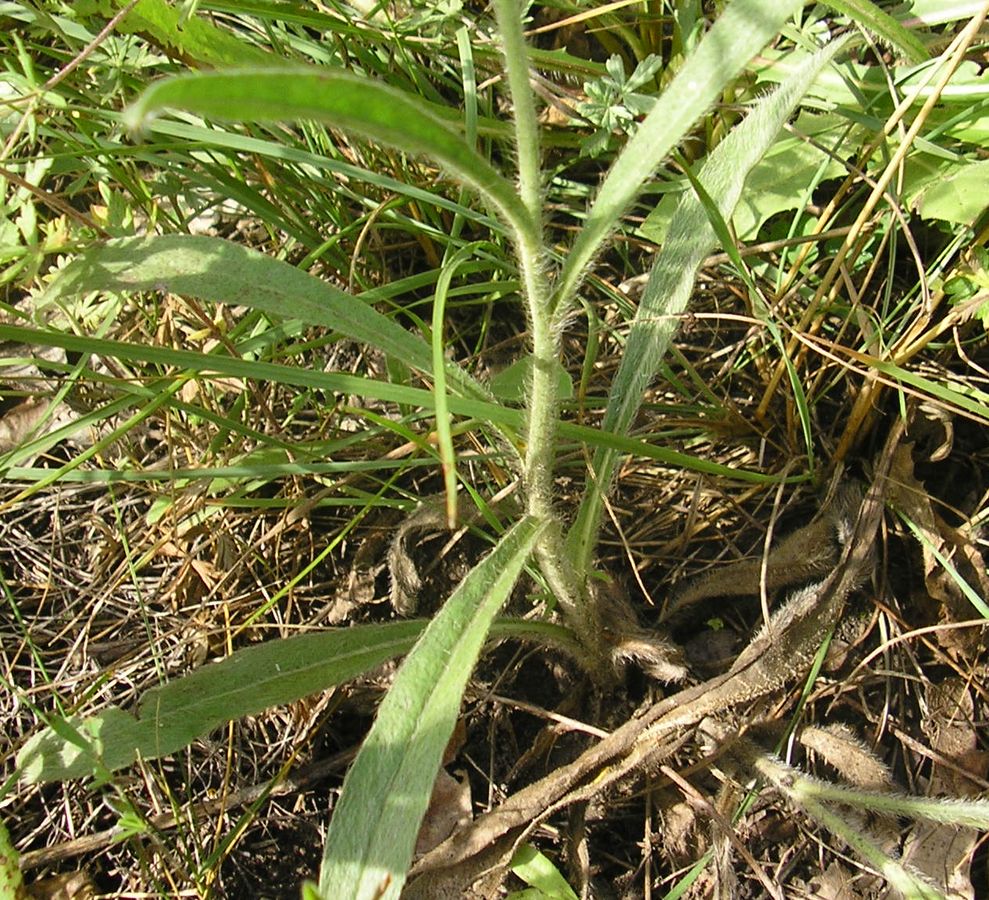 Изображение особи Pilosella echioides.