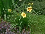 Hemerocallis × hybrida. Цветущие и в стадии бутонизации растения. Красноярский край, окр. г. Красноярск, зоопарк \"Роев ручей\", в культуре. 12.08.2018.