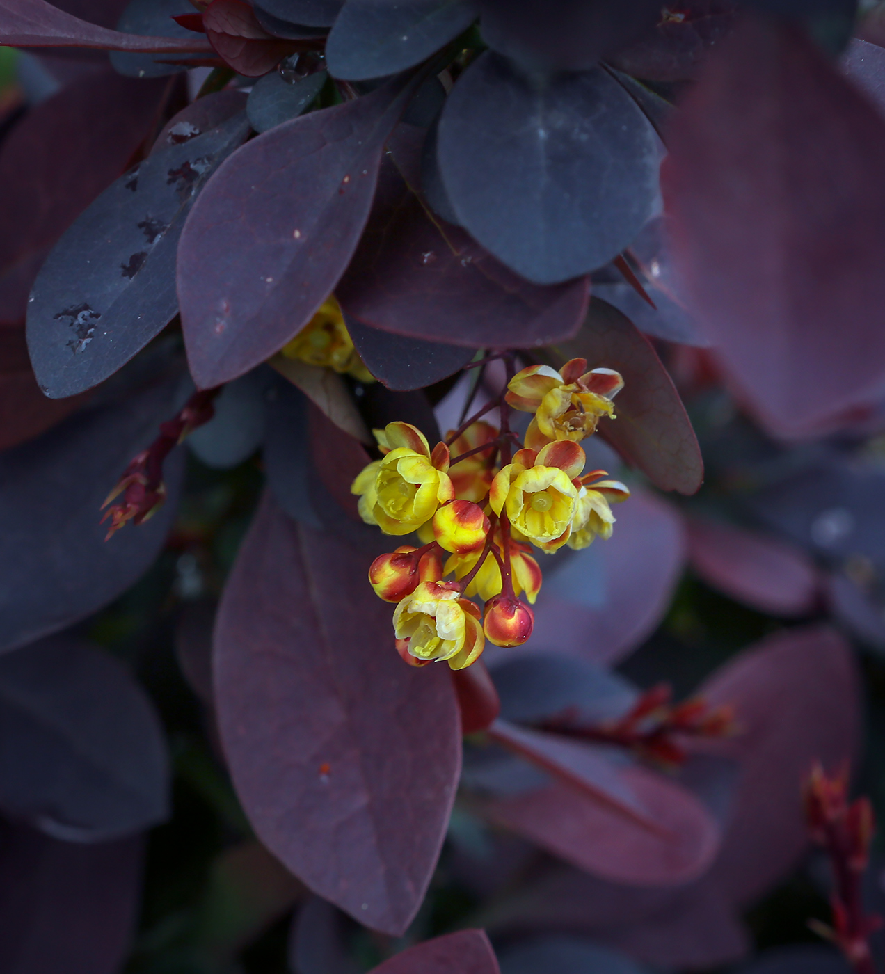 Image of Berberis &times; ottawensis specimen.