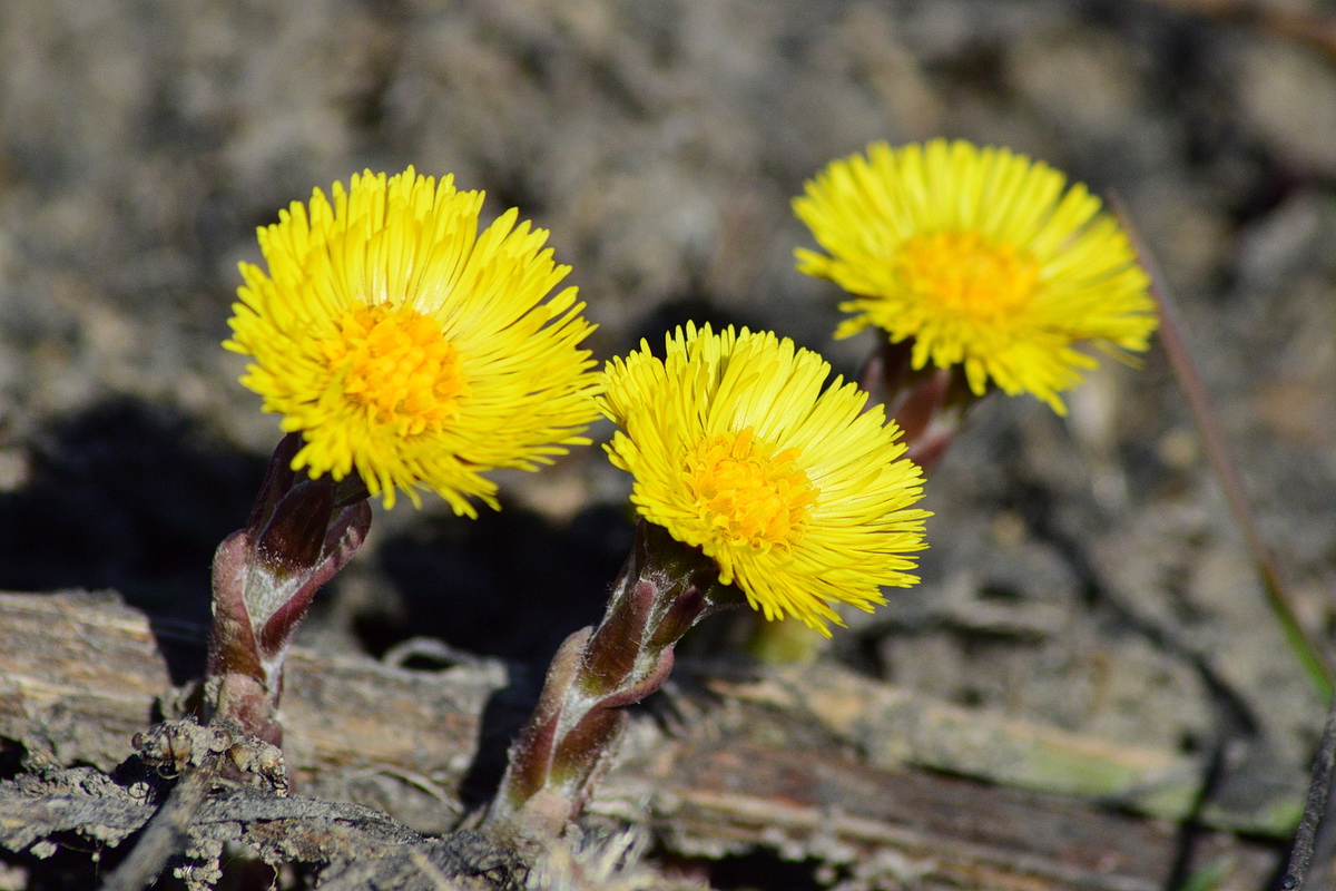 Image of Tussilago farfara specimen.