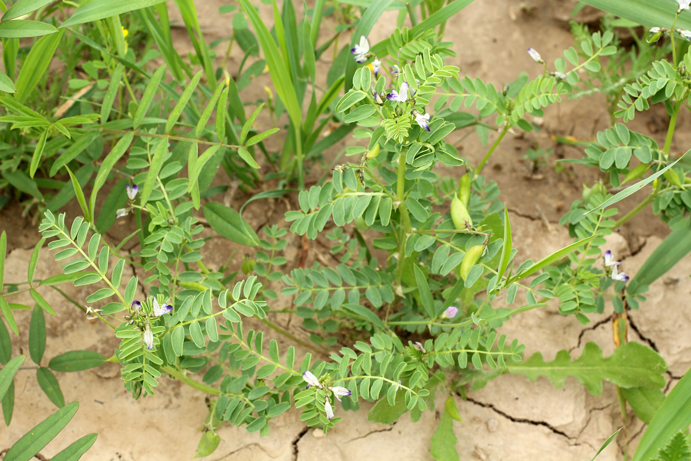 Изображение особи Astragalus guttatus.