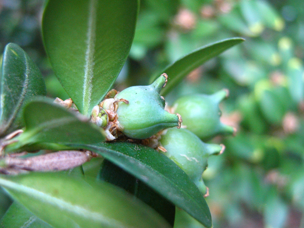 Изображение особи Buxus sempervirens.