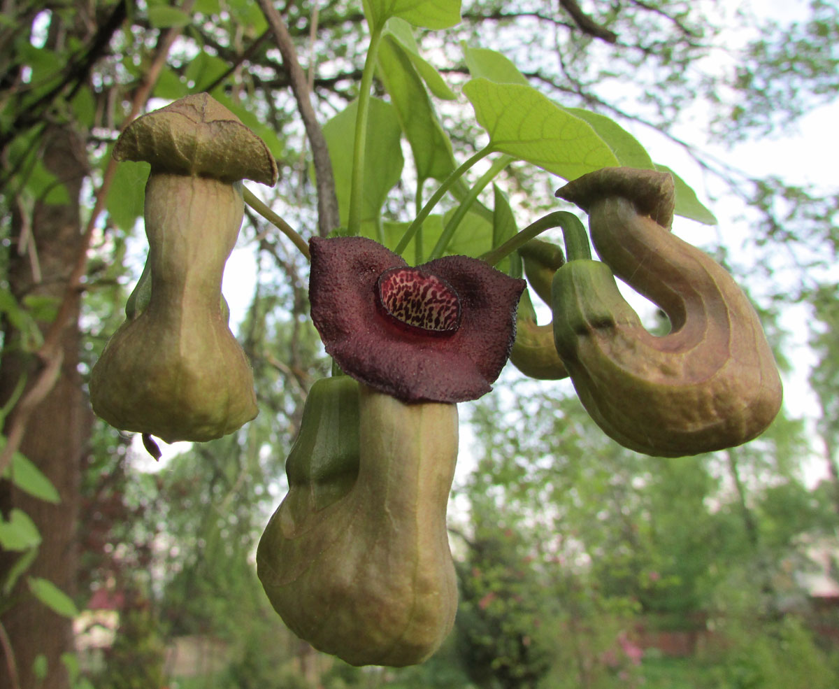 Изображение особи Aristolochia manshuriensis.