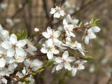 Prunus cerasifera