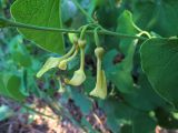 Aristolochia clematitis. Часть побега цветущего растения. Ульяновск, Заволжский р-н, песчаный берег Куйбышевского водохранилища, под Malus sylvestris. 04.06.2019.