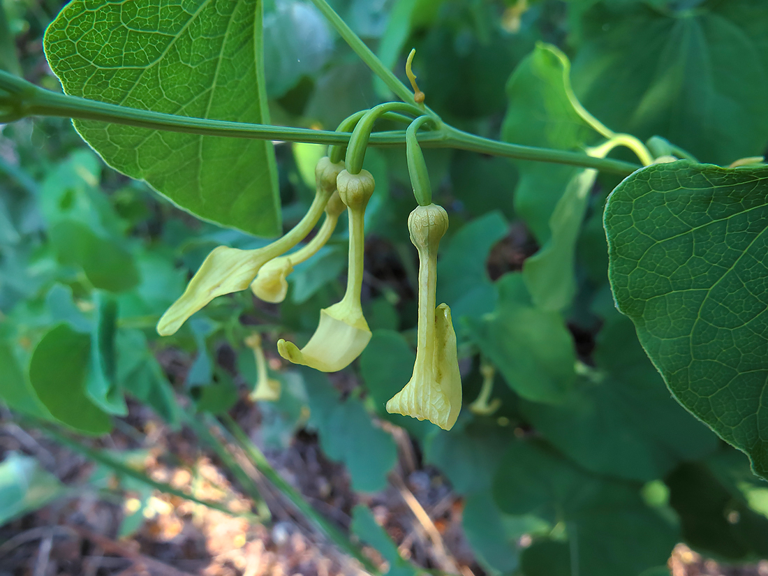 Image of Aristolochia clematitis specimen.