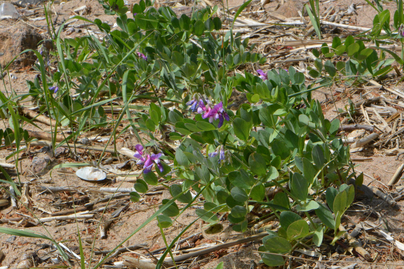 Изображение особи Lathyrus japonicus ssp. maritimus.